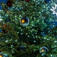 Zoo Praha v neděli rozsvítí vánoční strom