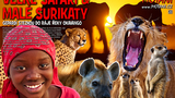 K&M Motani: Velké Safari a usmíření s Afrikou? - KD Sebranice