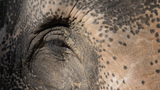 Den pro slony - Zoo Liberec