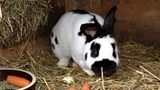 Světový den králíků v Zoo Jihlava