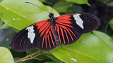 Kousek exotiky v centru Liberce: Papilonia – motýlí dům 