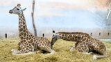 Žirafí sameček dostal jméno Matyáš