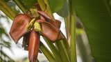 Trojská botanická zahrada slaví další pěstitelský úspěch. Poprvé tu kvete botanický banánovník z Bornea