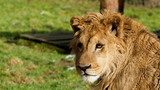 Zoo Dvorec se specializuje na velké kočkovité šelmy