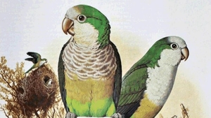 Výstava exotického ptactva