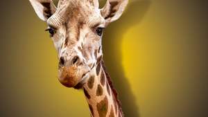 Prodloužená otevírací doba v Zoo Praha jen do konce března
