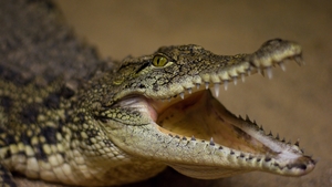 Jak se krotí krokodýli v Zoo Dvorec
