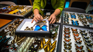 Prodejní výstava brouků a motýlů v Praze - Hotel Olympik