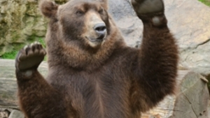 Medvědí rekord v Zoo Děčín