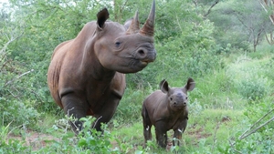 Den nosorožců - 15 let v Mkomazi a Ol Pejetě - Dvůr Králové