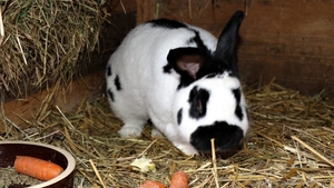 Světový den králíků v Zoo Jihlava