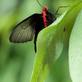 Trojská botanická zahrada zahájila výstavu tropických motýlů  Motýlí skvosty Ameriky poletují skleníkem Fata Morgana  