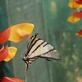 Víkendový program v Botanické zahradě hl.m. Prahy - výstava motýlů a koncert pod širým nebem