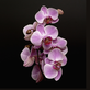 Tradiční výstava orchidejí, bromélií, sukulentů, jiných exotických rostlin a hmyzu