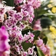 Výstava orchidejí ve skleníku Fata Morgana