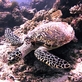 Zoo Liberec chrání mořské želvy v Indonésii