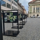 Putovním výstava Kořeny osobností na Ovocném trhu v Praze