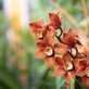 Trojská botanická zahrada připravuje výstavu orchidejí