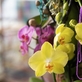 Trojská botanická zahrada připravuje výstavu orchidejí