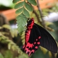 Motýli – zaostřeno na detail