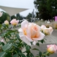 Festival Vyznání růžím přinese bohatý program i oslavy výročí olomouckého rozária 