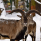 Zoo Liberec 365 dní v roce - tedy i na Štědrý den a na Silvestra