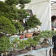 Festival bonsají a japonské kultury  v botanické zahradě v Troji