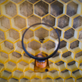 KRÁLOVNY MEDU ZBLÍZKA — výstava včel v botanické zahradě v Troji