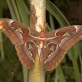 Motýli 2014 s Pražskou plynárenskou, a. s. v Botanické zahradě Praha - Troja