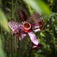 Nová PET Tropicana – fantastická tropická džungle  ve skleníku Fata Morgana