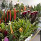 Tropické květy – Prodejní výstava v Botanické zahradě Praha