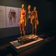 Výstava Body The Exhibition odhaluje největší tajemstvi fungování lidského těla