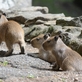 Trojnásobná radost v děčínské zoo: Máme trojčata kapybar vodních