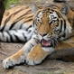 Zoo Praha má novou tygřici