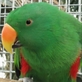 Společnost Laguna - záchranná stanice, která pomáhá papouškům v nouzi