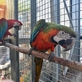 Společnost Laguna - záchranná stanice, která pomáhá papouškům v nouzi