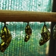 Už za dva týdny začne ve skleníku Fata Morgana výstava motýlů