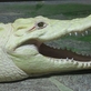 Krokodýlí ochranná farma a ZOO Protivín je unikátní podívanou na jihu Čech