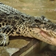 Krokodýlí ochranná farma a ZOO Protivín je unikátní podívanou na jihu Čech