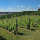 Vinice Máchalka je jednou z osmi oficiálních vinic na území hlavního města Prahy