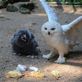 Ptačí babyboom v děčínské zoo