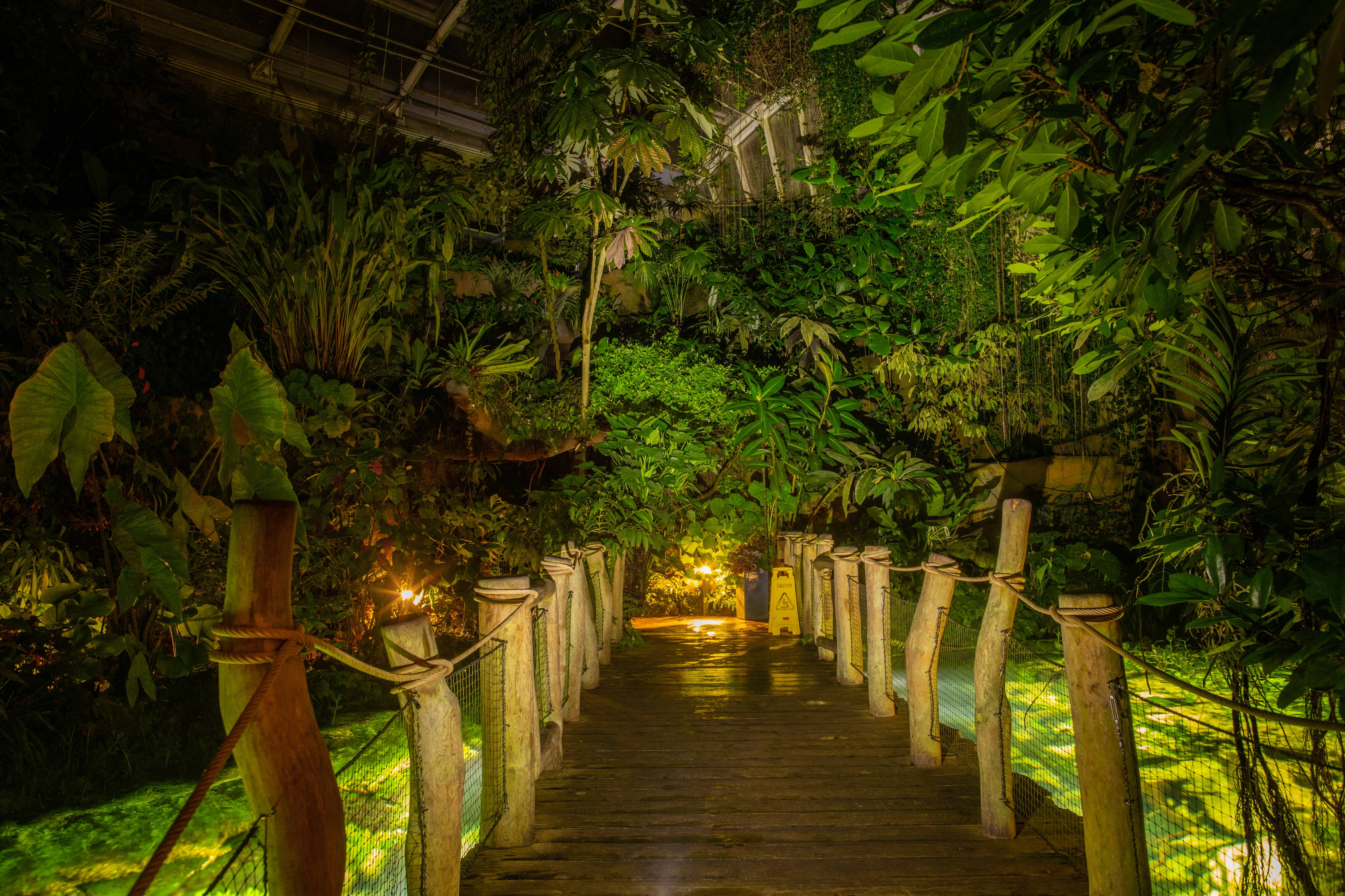 Botanická zahrada nabízí nevšední zážitek – zažijte džungli po setmění- Botanická zahrada Praha Troja -Botanická zahrada Praha Troja