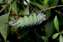Motýl s největší plochou křídel na světě Attacus atlas bude opět k vidění ve skleníku Fata Morgana
