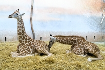 Žirafí sameček dostal jméno Matyáš