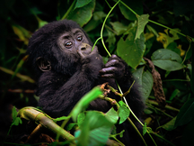 Režiséři Jarmila Štuková a Jan Gregor natočili film Go za Gorilou o výpravě za ohroženými horskými gorilami, který pomáhá popáleným dětem