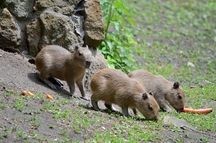 Trojnásobná radost v děčínské zoo: Máme trojčata kapybar vodních
