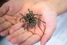 Zoo Praha jako první na světě vystavila největšího pavouka Evropy - slíďáka tatarského