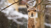 Do zoo nemůžu, ale ono to přijde a zase to půjde