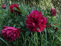 Zahradnictví Jandl přináší květinovou krásu do vašich zahrad a domovů 