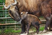 V pražské zoo se narodily stovky mláďat